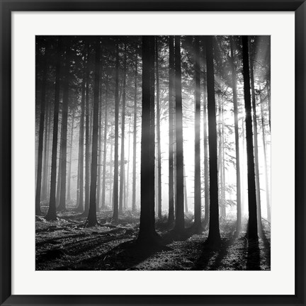 Framed Wood Light Print