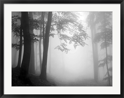 Framed Woods 1 Print