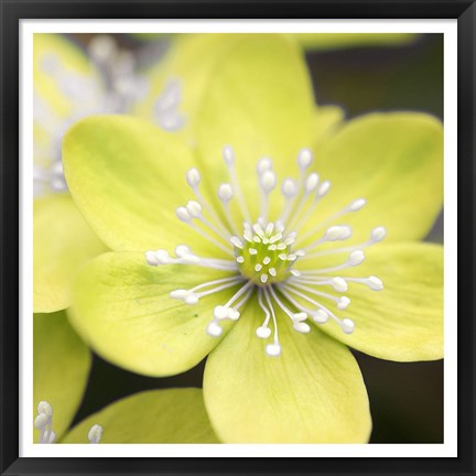 Framed Yellow Blossom Print