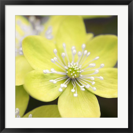 Framed Yellow Blossom Print