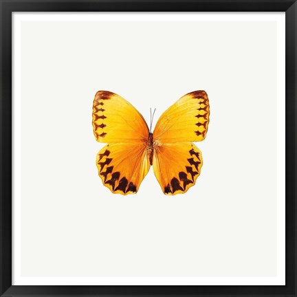 Framed Yellow Butterfly Print