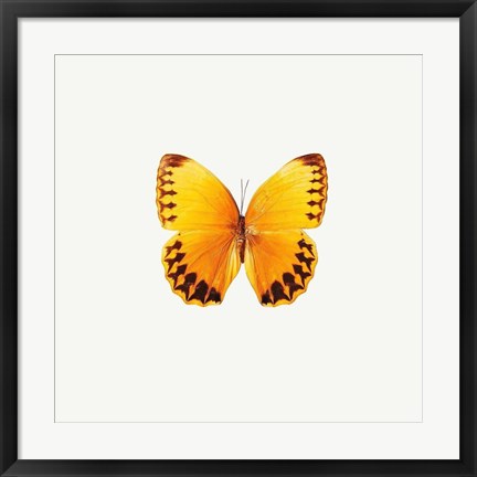 Framed Yellow Butterfly Print