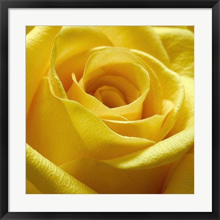 Framed Yellow Rose Print