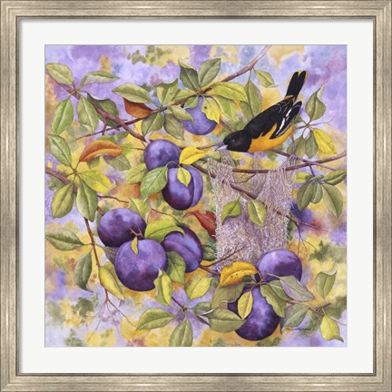 Framed Oriole &amp; Plums Print