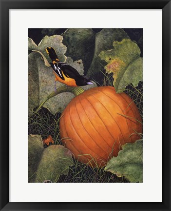 Framed Oriole &amp; Pumpkin Print