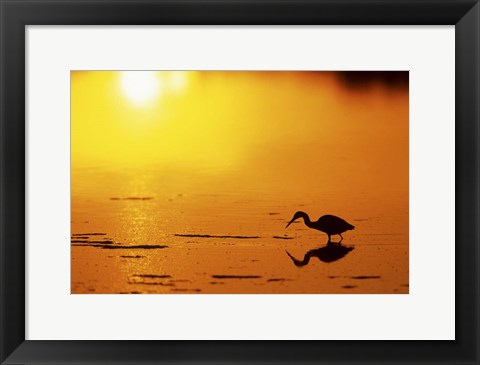 Framed Little Blue Heron at sunset, J.N.Ding Darling National Wildlife Refuge, Florida Print