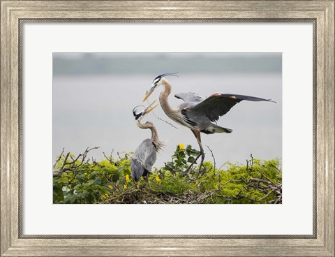 Framed Great Blue Heron (Ardea herodias) Print