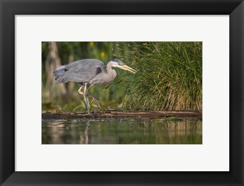 Framed Great Blue Heron stalks for food, Lake Washington, Seattle. Print