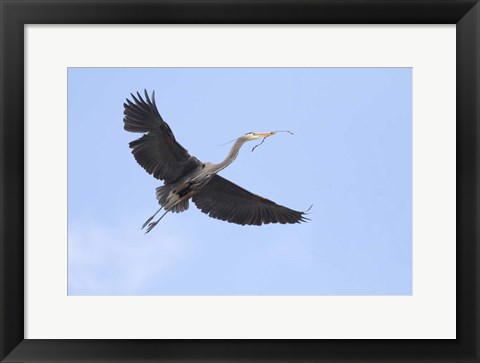 Framed Washington State, Redmond, Great Blue Heron Print