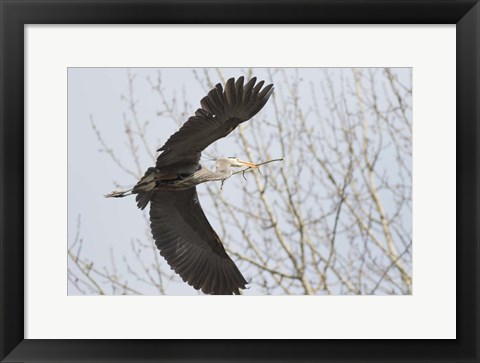 Framed Great Blue Heron, flying back to nest with a stick Print