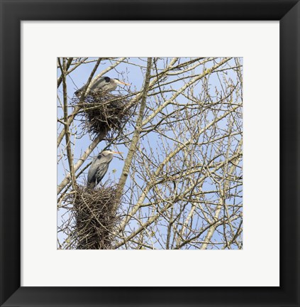 Framed Great Blue Herons, on nest at rookery Print