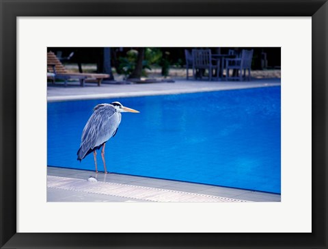 Framed Big Blue Heron, Maldives Print