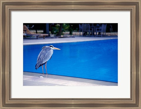 Framed Big Blue Heron, Maldives Print