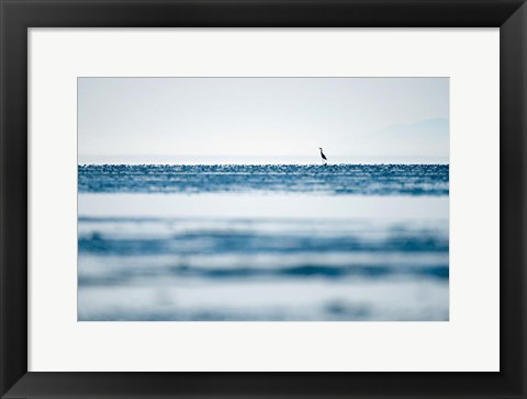 Framed Great Blue Heron, British Columbia Print