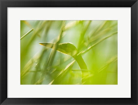 Framed Great Blue Heron, Boundary Bay, British Columbia Print