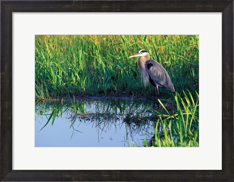 Framed Great Blue Heron in Taylor Slough, Everglades, Florida Print