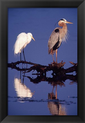 Framed Great Egret and Great Blue Heron on a Log in Morning Light Print