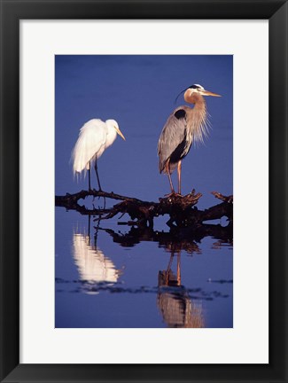 Framed Great Egret and Great Blue Heron on a Log in Morning Light Print