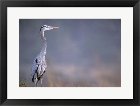 Framed Great Blue Heron Print