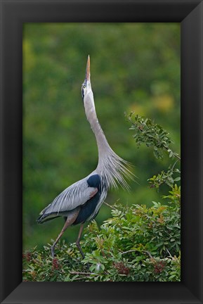 Framed Great Blue Heron Displaying the Sky Point Courtship Ritual Print