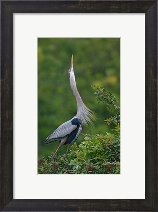 Framed Great Blue Heron Displaying the Sky Point Courtship Ritual Print