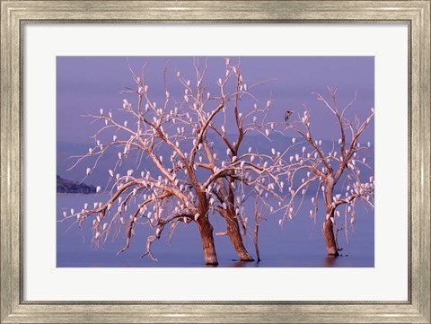 Framed California, Cattle Egret, Great Blue Heron, bird roost Print