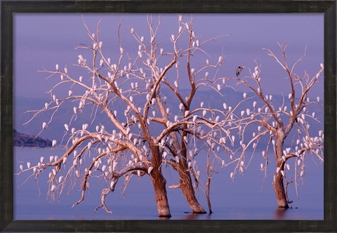 Framed California, Cattle Egret, Great Blue Heron, bird roost Print