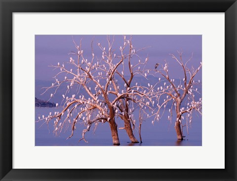 Framed California, Cattle Egret, Great Blue Heron, bird roost Print