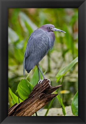 Framed Little Blue Heron, Corkscrew Swamp Sanctuary, Florida Print