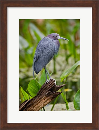 Framed Little Blue Heron, Corkscrew Swamp Sanctuary, Florida Print