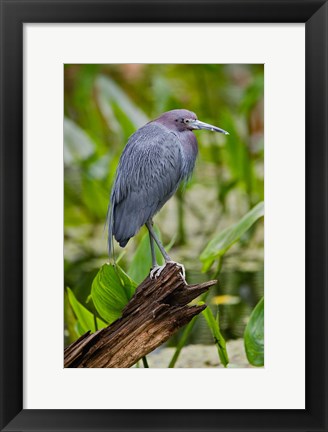 Framed Little Blue Heron, Corkscrew Swamp Sanctuary, Florida Print