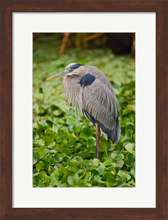 Framed Great Blue Heron bird Corkscrew Swamp  Florida Print