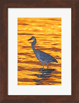 Framed Great Blue Heron in Golden Water at Sunset Print