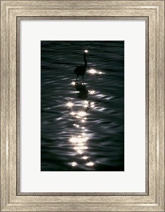 Framed Great Blue Heron Wades in Water, Placido, Florida Print