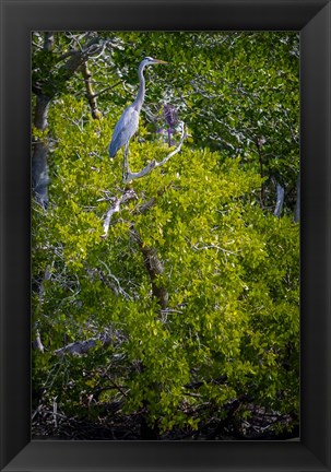 Framed Florida Great Blue Heron, bird, Rookery Bay Print