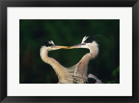 Framed Great Blue Heron Pair, Venice, Florida Print