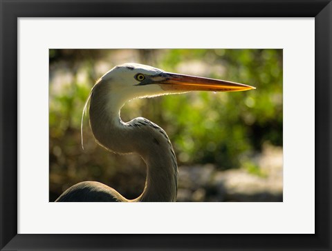 Framed Great Blue Heron, Florida Print