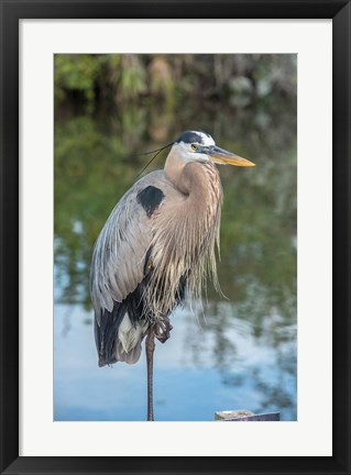 Framed Florida Orlando Great Blue Heron at Gatorland Print