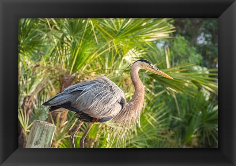 Framed Great Blue Heron at Gatorland Print