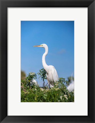 Framed Florida Orlando Great Blue Heron Print