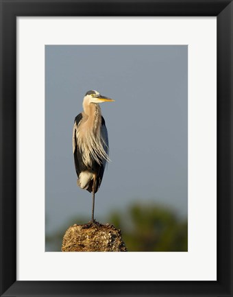 Framed Great Blue Heron bird, Viera wetlands, Florida Print