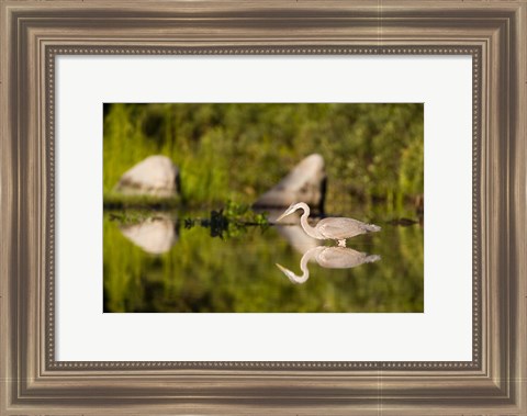 Framed Great Blue Heron Feeds in Katahdin Lake, Maine, Print