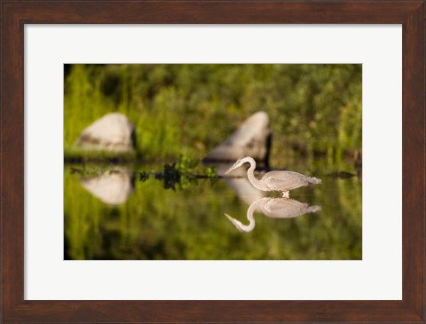 Framed Great Blue Heron Feeds in Katahdin Lake, Maine, Print