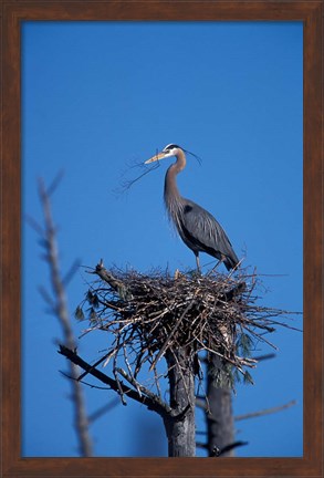 Framed Great Blue Heron bird, Lubberland Creek, NH Print