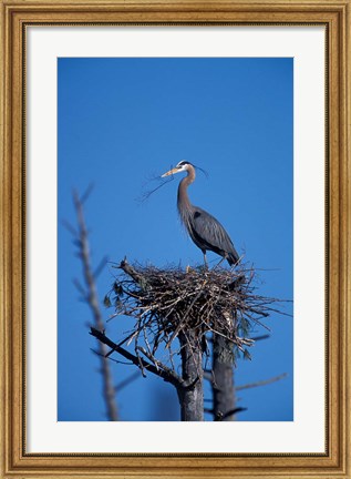 Framed Great Blue Heron bird, Lubberland Creek, NH Print