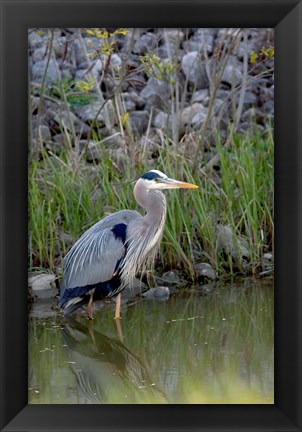 Framed Great Blue Heron bird Maumee Bay Refuge, Ohio Print