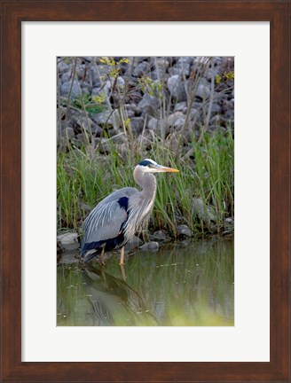 Framed Great Blue Heron bird Maumee Bay Refuge, Ohio Print