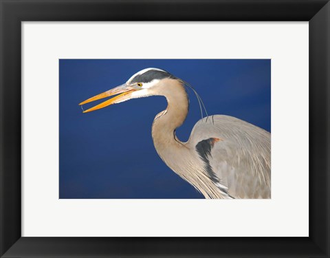 Framed Great Blue Heron bird, Commonwealth Lake Park, Beaverton, Oregon Print