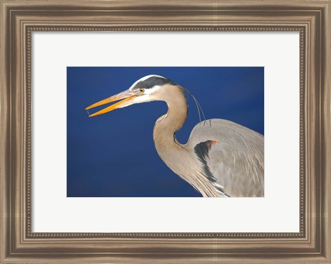 Framed Great Blue Heron bird, Commonwealth Lake Park, Beaverton, Oregon Print