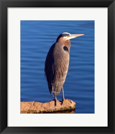 Framed Great Blue Heron in the Rhododendron Garden, Portland, Oregon Print